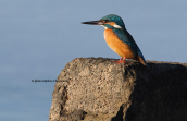 Αλκυονα (Alcedo atthis) στη λιμνοθαλασσα Ωρωπου