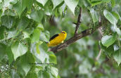 Συκοφαγος (Oriolus oriolus) στο Κηφισο (Αττικη), Συκοφαγος Eurasian golden oriole oriolus oriolus, Συκοφαγος Eurasian golden oriole oriolus oriolus