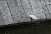 Αργυροτσικνιας (Egretta alba) στον Κηφισο (Αθηνα)