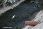 Αργυροτσικνιας (Egretta alba) στον Κηφισο (Αθηνα)