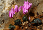 Κυκλαμινα (Cyclamen graecum) στο ορος Πατερας