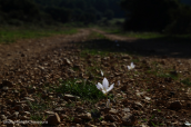 Κροκος (Crocus cancellatus ssp mazziaricus) στο ορος Πατερας