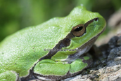 Δενδροβατραχος (Hyla arborea)