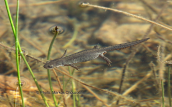 Αλπικος τριτωνας (Ichthyosaura alpestris) στη δρακολιμνη της Τυμφης