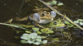 Ελληνικοι βαλτοβατραχοι (Pelophylax kurtmuelleri) στη Παρνηθα