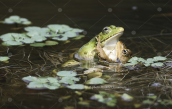 Ελληνικοι βαλτοβατραχοι (Pelophylax kurtmuelleri) στη Παρνηθα