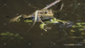 Ελληνικοι βαλτοβατραχοι (Pelophylax kurtmuelleri) σε λιμνουλα στη Παρνηθα