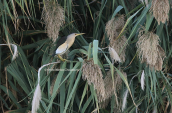 Μικροτσικνιας (Ixobrychus minutus) στο παρκο Τριτση