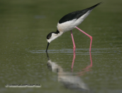 Καλαμοκανας-Himantopus himantopus