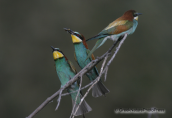 Μελισσοφαγοι-Merops apiaster
