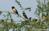 Αγιοπουλι (Sturnus roseus)
