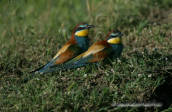 Μελισσοφαγοι-Merops apiaster