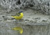 Κιτρινοσουσουραδα (Motacilla flava) στη λιμνοθαλασσα Ωρωπου