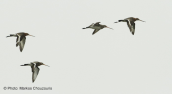 Λιμοζες (Limosa limosa) στη λιμνοθαλασσα ωρωπου