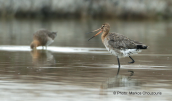 Λιμοζα (Limosa limosa) με κομμενο ποδι στη λιμνοθαλασσα ωρωπου