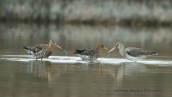 Λιμοζες (Limosa limosa) στη λιμνοθαλασσα ωρωπου
