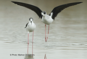 Καλαμοκανας (Himantopus himantopus) στη λιμνοθαλασσα Ωρωπου