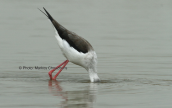 Καλαμοκανας (Himantopus himantopus) στη λιμνοθαλασσα Ωρωπου