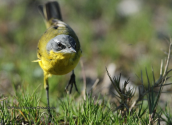 Κιτρινοσουσουραδα (Motacilla flava) στη λιμνοθαλασσα Ωρωπου