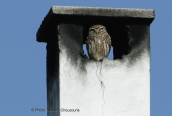 Κουκουβαγια (Athene noctua) στον Ωρωπο