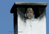 Κουκουβαγια (Athene noctua) στον Ωρωπο