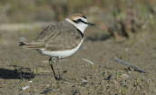 Θαλασσοσφυριχτης (Charadrius alexandrinus) στη λιμνοθαλασσα Ωρωπου