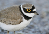 Ποταμοσφυριχτης (Charadrius dubius) στη λιμνοθαλασσα Ωρωπου