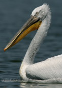 Αργυροπελεκανος-Pelecanus crispus