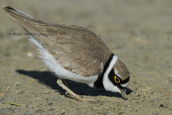 Ποταμοσφυριχτης (Charadrius dubius) στη λιμνοθαλασσα Ωρωπου