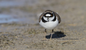 Ποταμοσφυριχτης (Charadrius dubius) στη λιμνοθαλασσα Ωρωπου