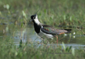 Καλημανα (Vanellus vanellus) στο δελτα του Εβρου