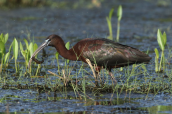Χαλκοκοτα (Plegadis falcinellus) στο δελτα του Εβρου