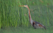 Πορφυροτσικνιας (Ardea purpurea) στο δελτα του Εβρου
