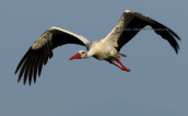 Πελαργος (Ciconia ciconia) στο δελτα του Εβρου