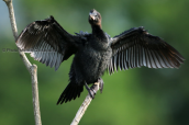 Λαγγονα (Phalacrocorax pygmeus) στη λιμνη Κερκινη