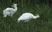 Χουλιαρομυτες (Platalea leucorodia) στη λιμνη Κερκινη