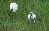 Χουλιαρομυτες (Platalea leucorodia) στη λιμνη Κερκινη