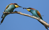 Μελισσοφαγοι (Merops apiaster) στη λιμνη Κερκινη