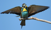 Μελισσοφαγοι (Merops apiaster) στη λιμνη Κερκινη