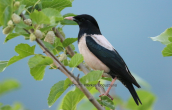 Αγιοπουλι (Sturnus roseus) στη λιμνη Κερκινη