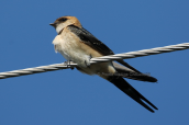 Μιλτοχελιδονο (Hirundo daurica)