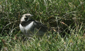 Χιοναδα (Eremophila alpestris) στον Ολυμπο