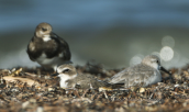 Θαλασσοσφυριχτης (Charadrius alexandrinus) Λευκοσκαλιδρα (Calidris alba) Χαλικοκυλιστης (Arenaria interpres) στη λιμνοθαλασσα Ωρωπου