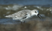 Λευκοσκαλιδρα (Calidris alba) στη λιμνοθαλασσα Ωρωπου