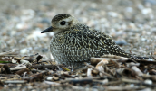 Βροχοπουλι (Pluvialis apricaria) στη λιμνοθαλασσα Ωρωπου