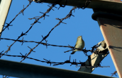 Δεντροφυλλοσκοπος (Phylloscopus collybita) στα συρματοπλεγματα