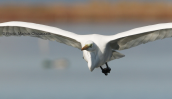 Αργυροτσικνιας (Egretta alba) στη λιμνοθαλασσα Ωρωπου