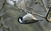 Ελατοπαπαδιτσα (Parus ater) στη Παρνηθα