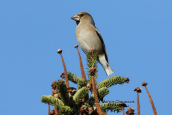Κοκκοθραυστης (Coccothraustes Coccothraustes) στη Παρνηθα
