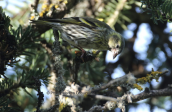 Λουγαρο (Carduelis spinus) στη Παρνηθα
